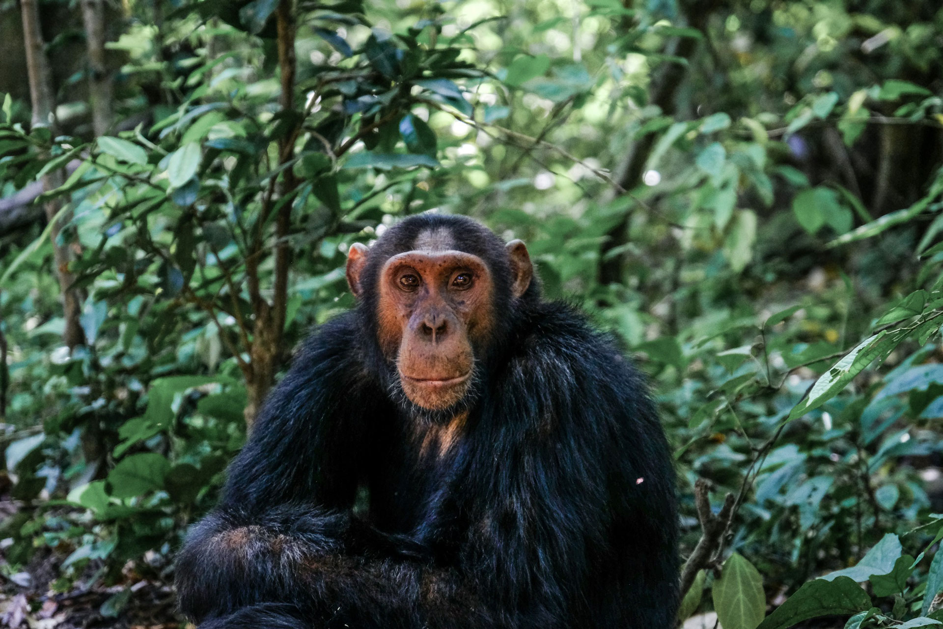 Chimpanzee Trekking in Uganda